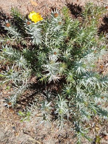 Leysera gnaphalodes green and grey leaves